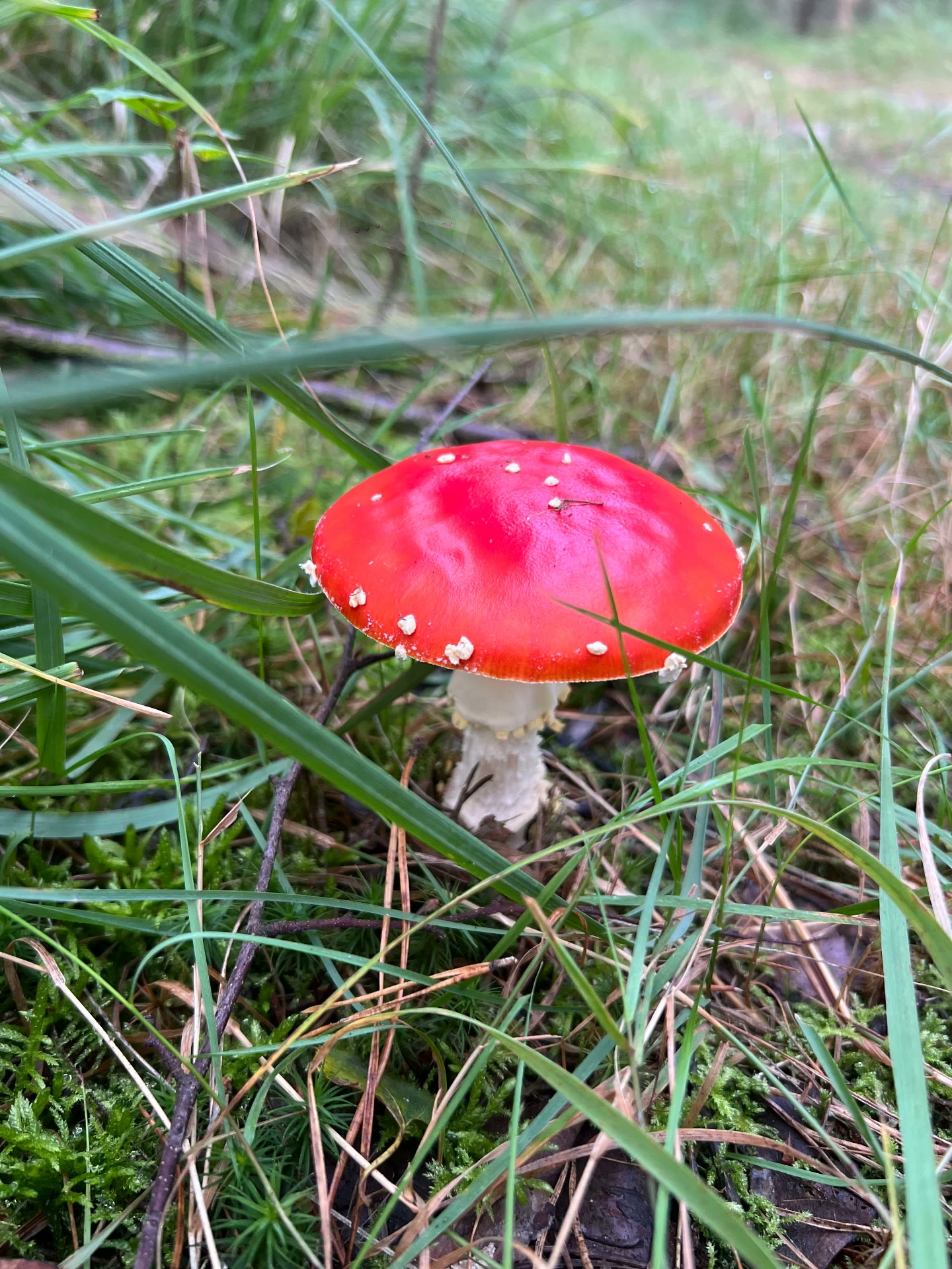 Rode vliegenzwam tussen het mos langs het wandelpad