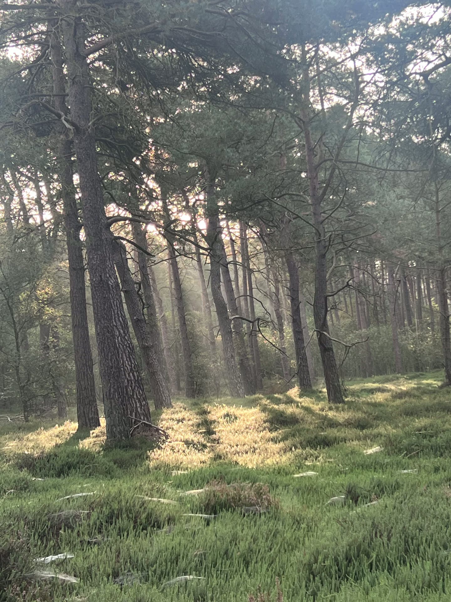 Zonlicht en mos op de bosbodem tijdens een ochtendwandeling
