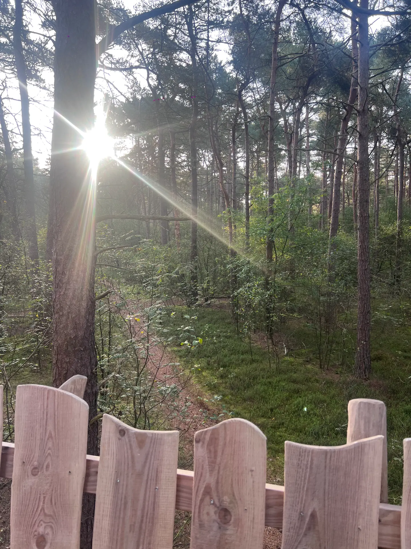 Laagstaande zon door de dennenbomen aan de rand van het bos